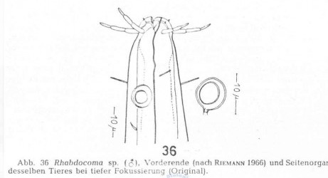 Представитель Семейства Trefusiidae